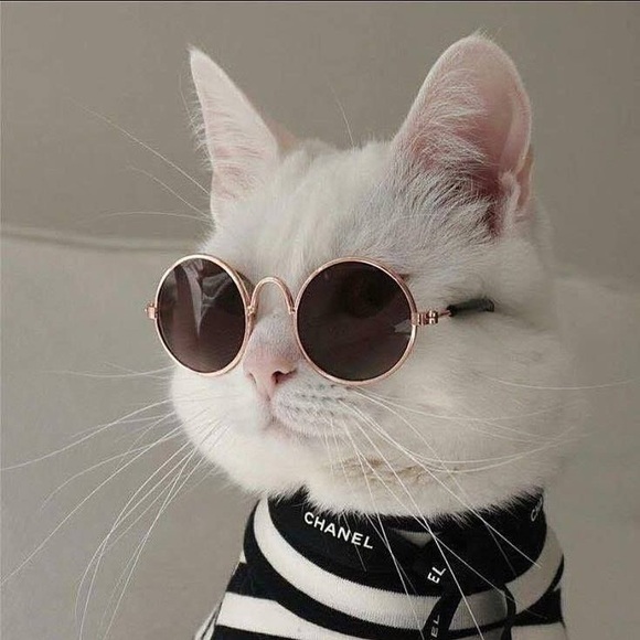 Meet your Posher, Brandy - Picture 1 of 1